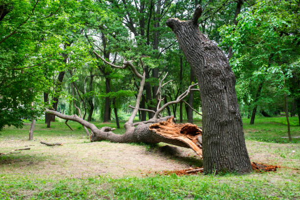 Seasonal Cleanup (Spring/Fall) in West Peoria, IL