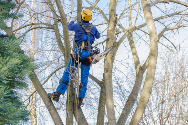 Best Tree Disease Treatment  in West Peoria, IL