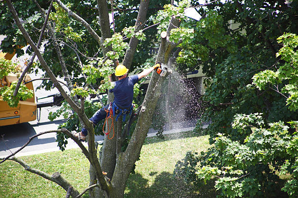 Best Root Management and Removal  in West Peoria, IL