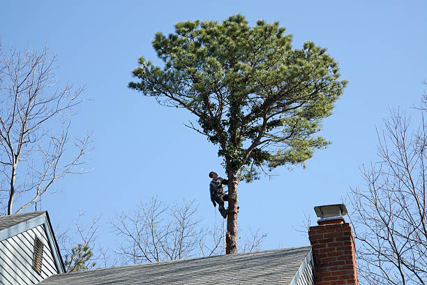 Best Tree Health Inspection  in West Peoria, IL