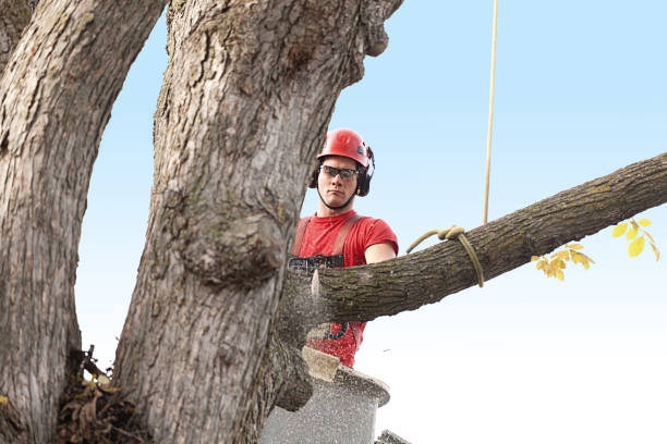  West Peoria, IL Tree Services Pros