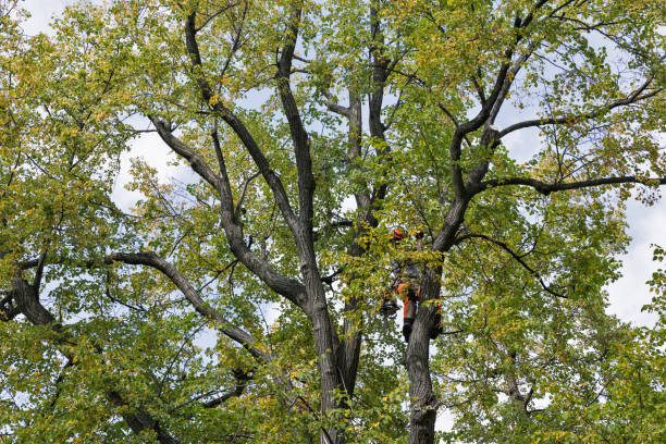 Trusted West Peoria, IL Tree Services Experts